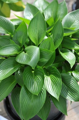 Hartlelie Hosta tardiana 'Devon Green' 5-10 pot P9 Hosta tardiana 'Devon Green'