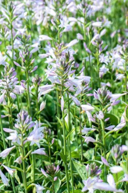 Hosta fortunei 'Francee'