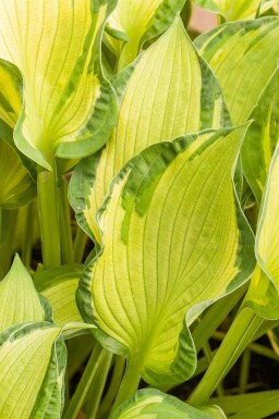Hosta tardiana 'June'