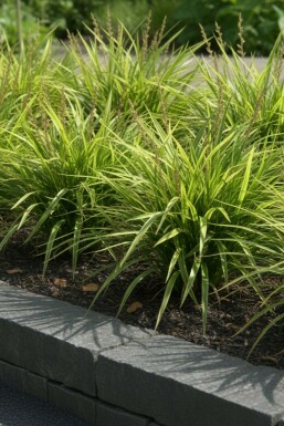 Zegge Carex morrowii Pot Carex morrowii