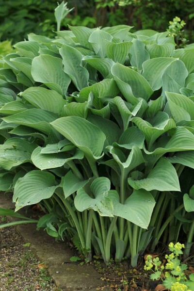 Hartlelie Hosta nigrescens 'Krossa Regal' 5-10 pot P9 Hosta nigrescens 'Krossa Regal'