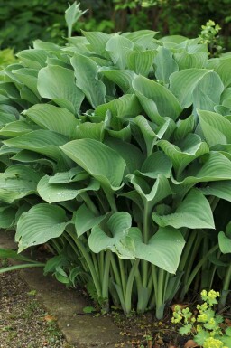 Hosta nigrescens 'Krossa Regal'