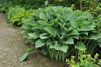Hosta nigrescens 'Krossa Regal'