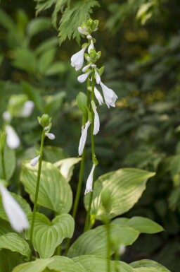 Hosta plantaginea 'Royal Standard'
