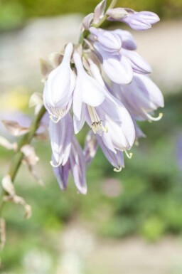 Hartlelie Hosta sieboldiana 5-10 pot P9 Hosta sieboldiana