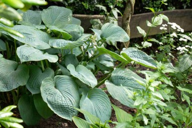 Hartlelie Hosta sieboldiana 5-10 pot P9 Hosta sieboldiana