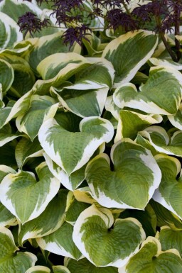 Hartlelie Hosta 'Wide Brim' 5-10 pot P9 Hosta 'Wide Brim'