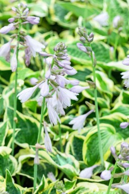 Hartlelie Hosta 'Wide Brim' 5-10 pot P9 Hosta 'Wide Brim'