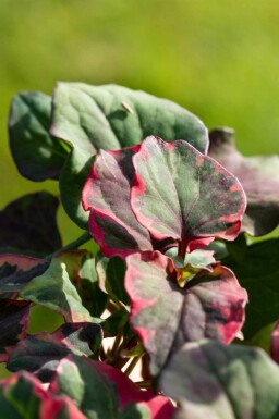 Moerasanemoon Houttuynia cordata 'Chameleon' 5-10 pot P9 Houttuynia cordata 'Chameleon'