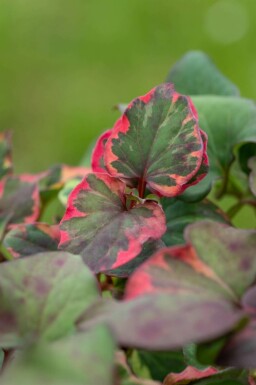 Houttuynia cordata 'Chameleon'