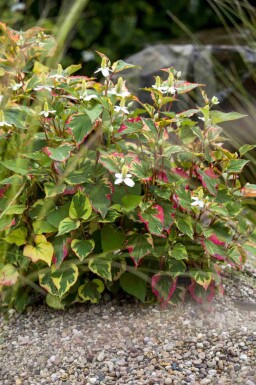 Slangenplant Houttuynia cordata 5-10 pot P9 Houttuynia cordata