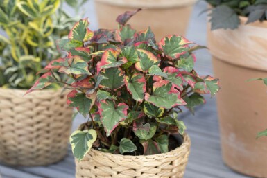 Slangenplant Houttuynia cordata 5-10 pot P9 Houttuynia cordata