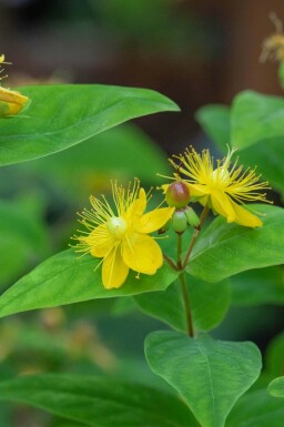 Johanneskruid Hypericum perforatum 5-10 pot P9 Hypericum perforatum