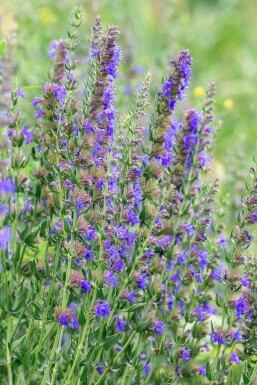 Hysop Hyssopus officinalis 5-10 pot P9 Hyssopus officinalis