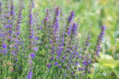 Hysop Hyssopus officinalis 5-10 pot P9 Hyssopus officinalis