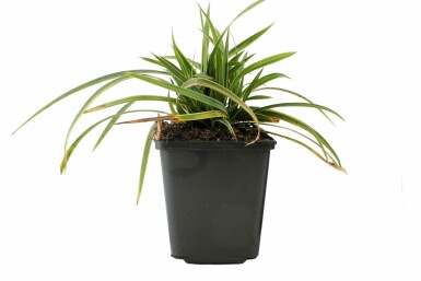 Zegge Carex morrowii 'Ice Dance' Pot Carex morrowii 'Ice Dance'