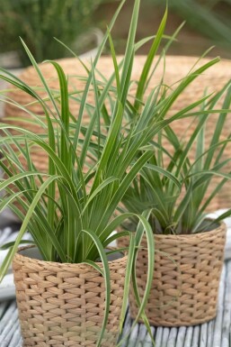 Zegge Carex morrowii 'Ice Dance' Pot Carex morrowii 'Ice Dance'