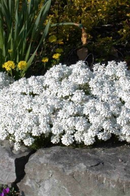 Iberis sempervirens