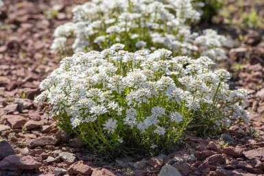 Iberis sempervirens