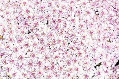 Scheefkelk Iberis sempervirens 'Pink Ice' 5-10 pot P9 Iberis sempervirens 'Pink Ice'