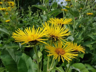 Gele alant Inula helenium 5-10 pot P9 Inula helenium