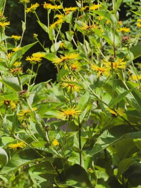 Inula magnifica