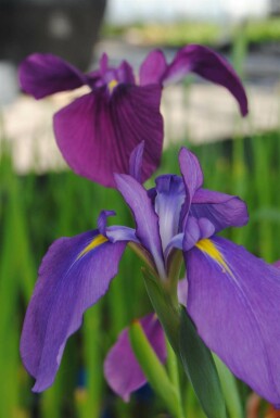 Zwaardlelie Iris ensata 5-10 pot P9 Iris ensata