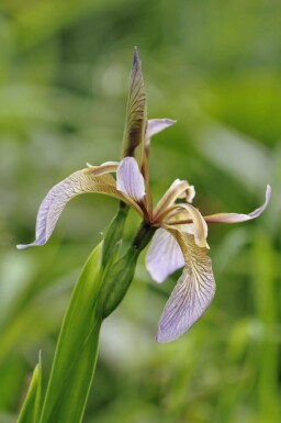Stinkende lis Iris foetidissima 5-10 pot P9 Iris foetidissima