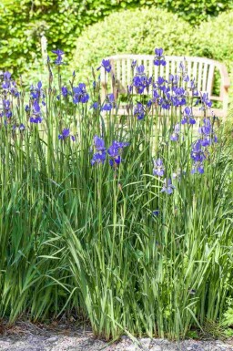 Zwaardlelie Iris setosa 5-10 pot P9 Iris setosa