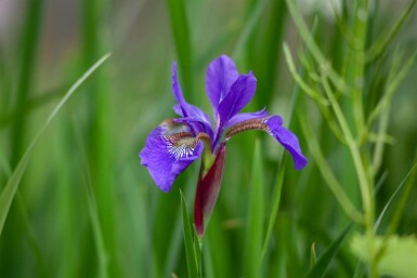 Zwaardlelie Iris setosa 5-10 pot P9 Iris setosa