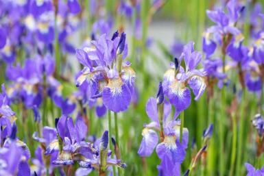 Iris sibirica