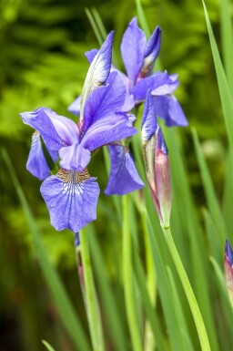 Iris sibirica