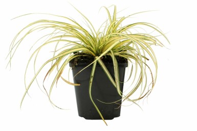Zegge Carex oshimensis 'Evergold' Pot Carex oshimensis 'Evergold'