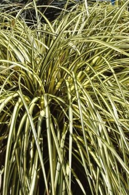 Zegge Carex oshimensis 'Evergold' Pot Carex oshimensis 'Evergold'