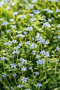 Isotoma fluviatilis