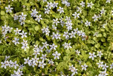 Isotoma fluviatilis