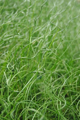 Spiraalgras Juncus effusus 'Spiralis' 5-10 pot P9 Juncus effusus 'Spiralis'