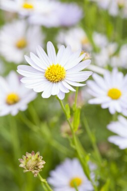 Zomeraster Kalimeris incisa 'Charlotte' 5-10 pot P9 Kalimeris incisa 'Charlotte'