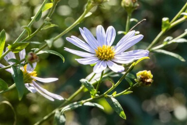 Zomeraster Kalimeris incisa 'Charlotte' 5-10 pot P9 Kalimeris incisa 'Charlotte'