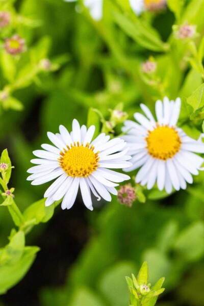 Zomeraster Kalimeris incisa 'Madiva' 5-10 pot P9 Kalimeris incisa 'Madiva'