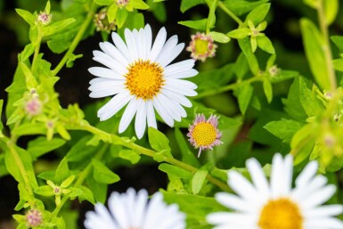 Zomeraster Kalimeris incisa 'Madiva' 5-10 pot P9 Kalimeris incisa 'Madiva'