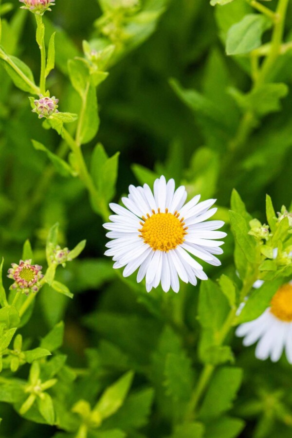 Zomeraster Kalimeris incisa 'Madiva' 5-10 pot P9 Kalimeris incisa 'Madiva'