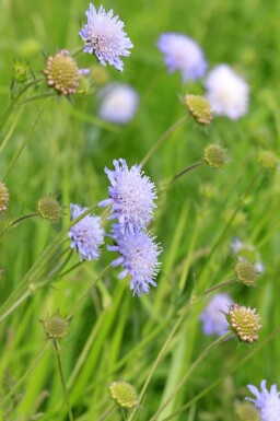 Beemdkroon Knautia arvensis 5-10 pot P9 Knautia arvensis