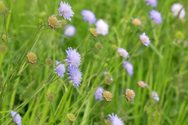 Beemdkroon Knautia arvensis 5-10 pot P9 Knautia arvensis