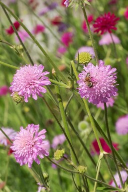 Beemdkroon Knautia macedonica 'Melton Pastels' 5-10 pot P9 Knautia macedonica 'Melton Pastels'