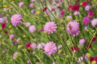 Beemdkroon Knautia macedonica 'Melton Pastels' 5-10 pot P9 Knautia macedonica 'Melton Pastels'