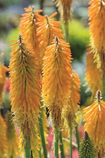 Fakkellelie Kniphofia uvaria 'Mango Popsicle' 5-10 pot P9 Kniphofia uvaria 'Mango Popsicle'
