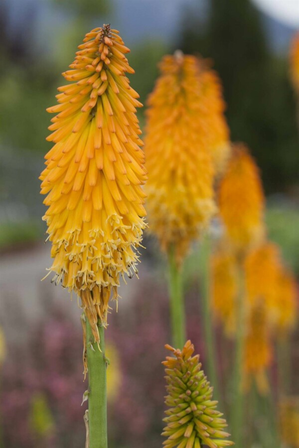 Fakkellelie Kniphofia uvaria 'Mango Popsicle' 5-10 pot P9 Kniphofia uvaria 'Mango Popsicle'