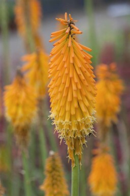 Kniphofia uvaria 'Mango Popsicle'