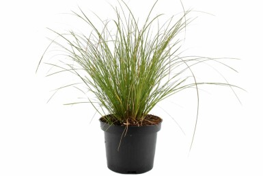 Oranjezegge Carex testacea 'Prairie Fire' Pot Carex testacea 'Prairie Fire'